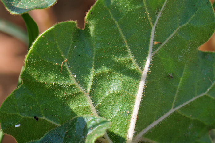 Proboscidea althaeifolia, Desert Unicorn-plant